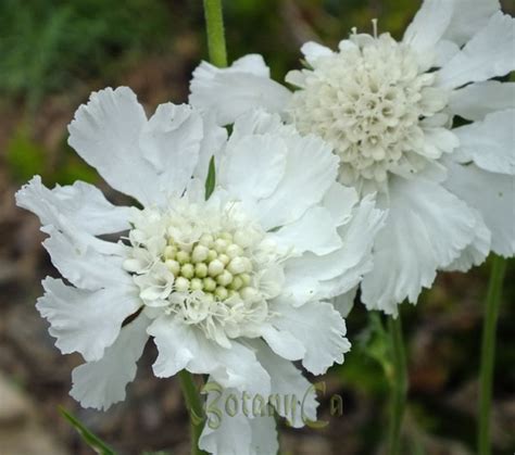 Scabiosa Caucasica ‘fama White Botanically Inclined Seed Adventures