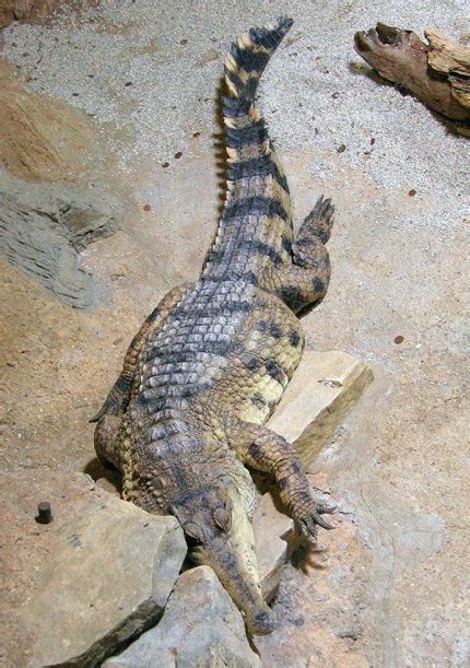African Slender Snouted Crocodile The Animal Facts
