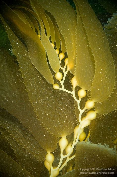 Catalina Island Channel Islands California New Growth Giant Kelp
