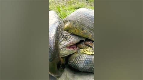 Anaconda Vs Alligator Youtube