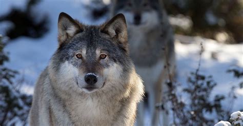 Gray Wolves Once Again Protected Under The Endangered Species Act