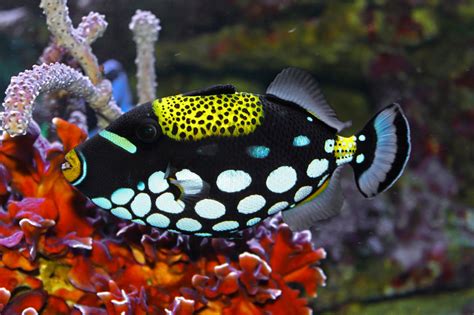 Blok888 Top 10 Most Beautiful Saltwater Fishes In The World