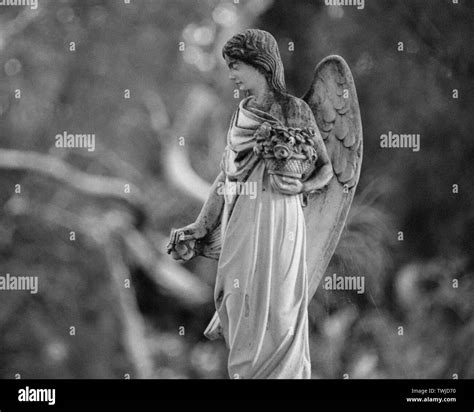 Black And White Angel In Cemetery Stock Photo Alamy