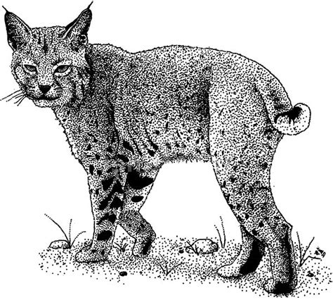 Beautiful Bobcat Coloring Pages Best Place To Color