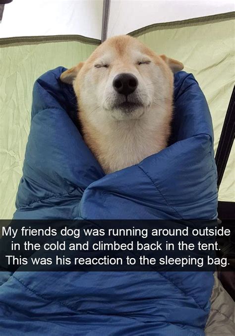 Try Not To Laugh At These 31 Hysterical Dog Snapchats It
