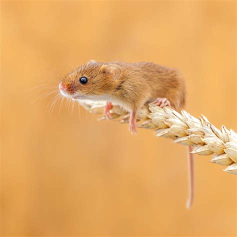 cute mouse field mouse mouse and wheat english mouse mouse mice john gooday photo of the