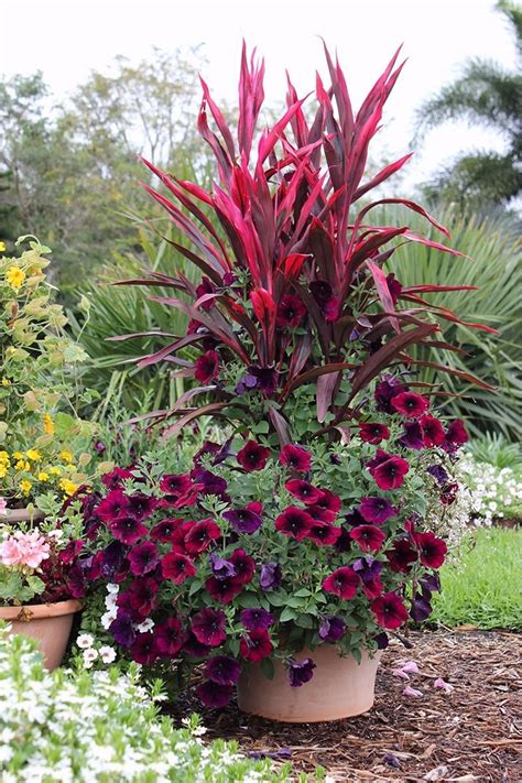 The Best Plant Combination Ideas For Container Gardens Full Sun