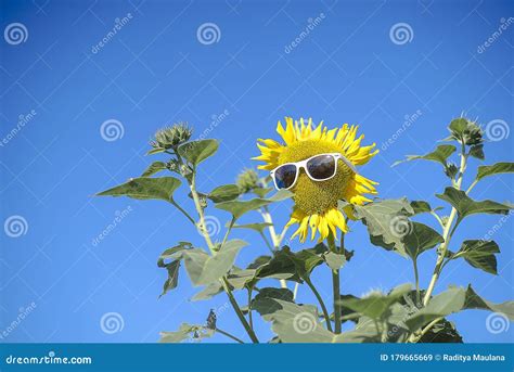 Beautiful Sunflowers Wearing Sunglasses On Blue Sky Background Stock