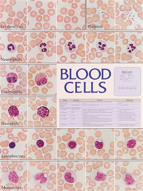 Blood Cells Chart Flinn Scientific