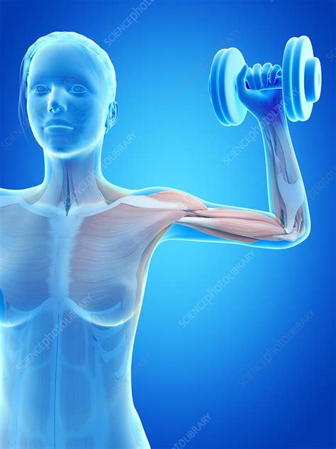 Muscles Of Weight Lifter Illustration Stock Image F0113019