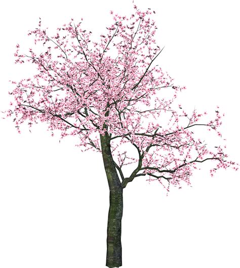 Sakura Png Transparent Image Download Size 1741x1948px