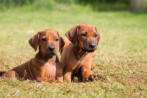 Male Vs Female Rhodesian Ridgeback 4 Key Differences A Z Animals