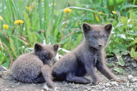Free Picture Two Cute Fox Pups