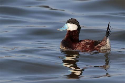 Ruddy Duck ⋆ Tucson Audubon