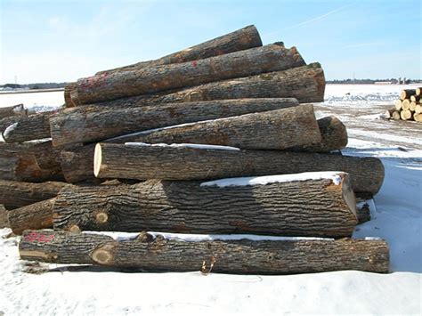 White Oak Logs Kretz Lumber