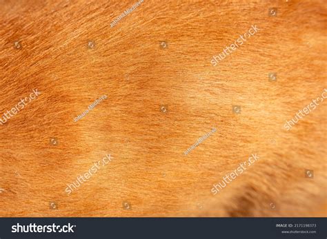 94 Shiny Dog Skin Pattern Images Stock Photos And Vectors Shutterstock