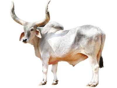 Women born in the ox year are kind and capable of keeping their cool. The meaning and symbolism of the word - Ox