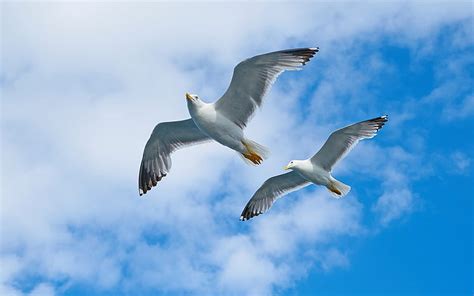 Flying Seagulls Birds Sky Seagulls Flight Hd Wallpaper Peakpx