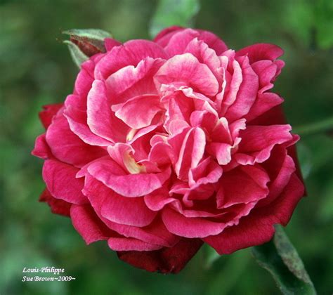 Menu may not be up to date. PlantFiles Pictures: China-Bengale Rose, Tea Rose 'Louis ...