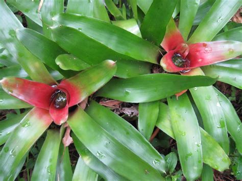 Tropical Texana First Foliage Follow Up~july