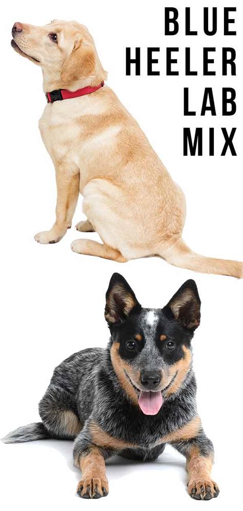 Blue Heeler Lab Mix Everything You Need To Know About This Clever Hybrid