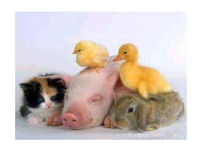 Pin by Lauren Killian on Animal Friends | Animals friendship, Cute baby animals, Animals friends