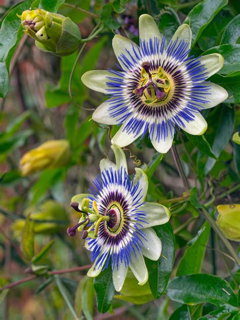 Passion Flower How To Plant Grow And Care For Passion Flowers In The