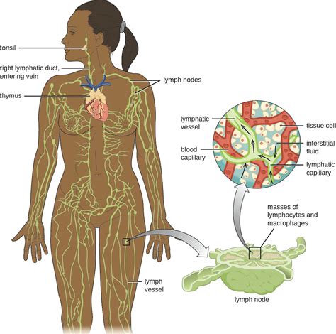 Diagram Of The Lymphatic System