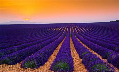 Lavender Field At Sunset Pics