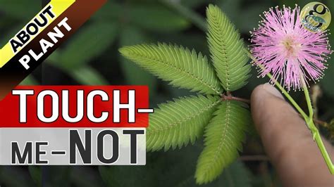 Touch me not flowering plant. TOUCH ME NOT PLANT at Home | How to Grow Care and ...