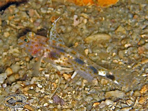 Other Gobies Chaloklum Diving Koh Phangan