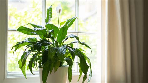 Top 10 Almost Unkillable Houseplants For Indoor Gardening Gardening