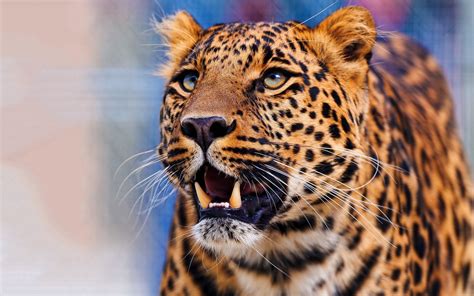 Leopard Hd Wallpapers 1080p High Quality Hd Wallpaper Rare Gallery