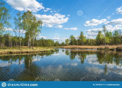 Beautiful Russian Landscape With Birches By The Pond Stock Image