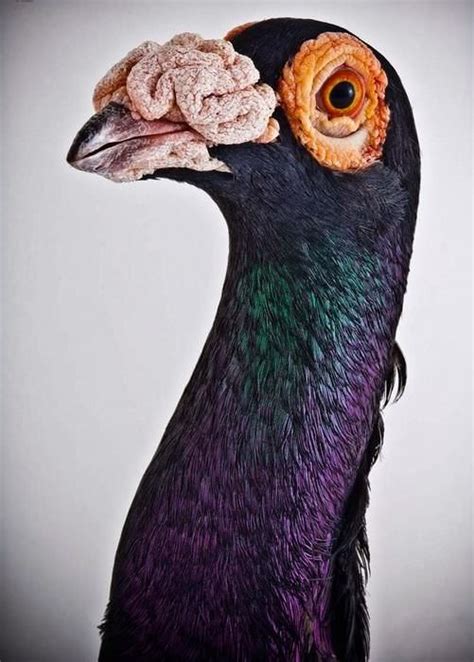 18 Most Beautiful Pigeons Photographed By Richard Bailey