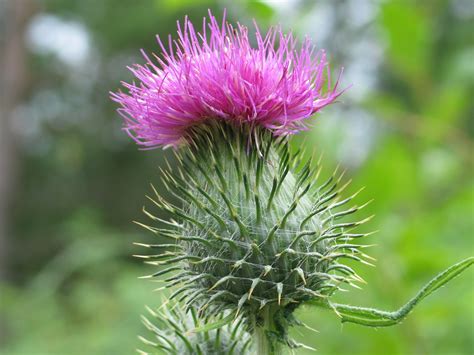 Scotch Thistle Scotland National Flower Full Desktop Backgrounds