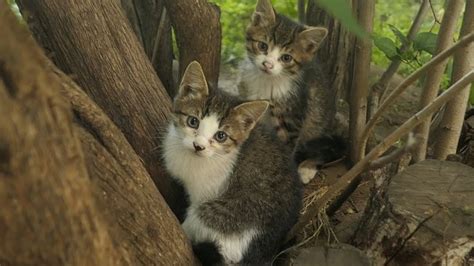 Little Kittens Live Under Bushes And Hissing At Me Youtube