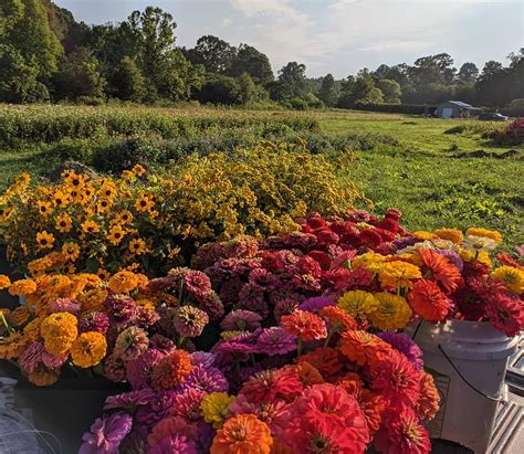 Enjoy 70 Different Types Of Flowers At Whimsy Flower Farm In Georgia
