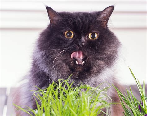 But when the hair it's not uncommon for a cat to vomit a hairball every week or two, according to richard goldstein, dvm, an associate professor of small animal medicine. Reasons Why Your Cat is Vomiting | Hill's Pet