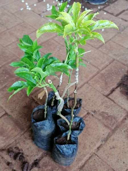Common Passion Fruit Grafted Plants Packaging Type Plastic Box Color Black At Rs 40