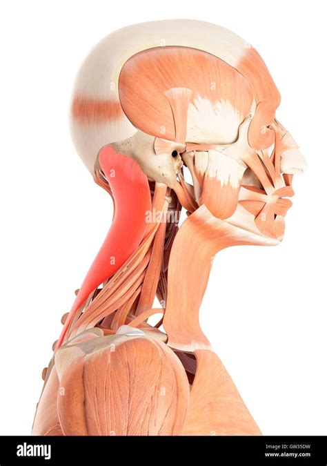 Menschlichen Nackenmuskulatur Abbildung Stockfotografie Alamy