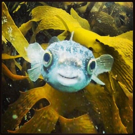 Cute Scuba Diving Pic From A Padi Fan On Instagram