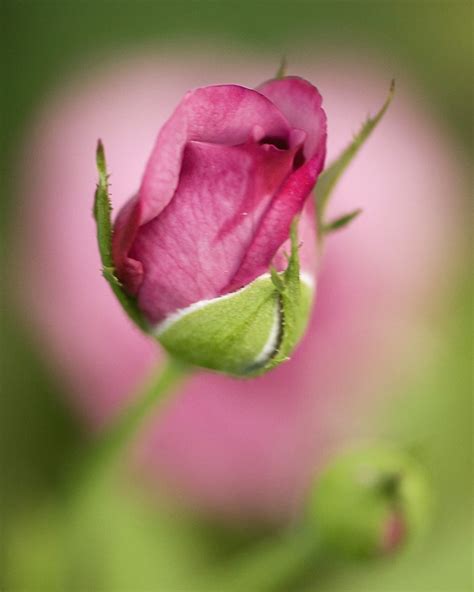 Pink Rosebud On Rose Bokeh Maji Flickr