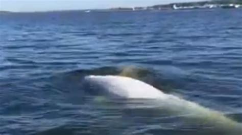 Beluga Whale Trio Swims Off Long Island