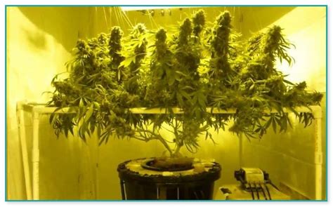 Best Hydroponic Setup For Cannabis Home Improvement