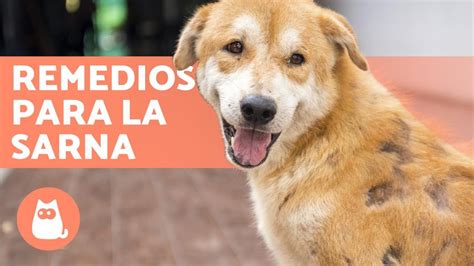 12 Remedios Caseros Para La Sarna En Perros 🐶 Youtube