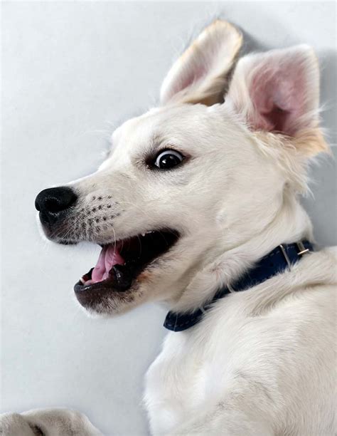 Yelling at your pup or negatively reinforcing their behavior won't make them calm down any faster. How To Calm An Over Excited Puppy - The Labrador Site