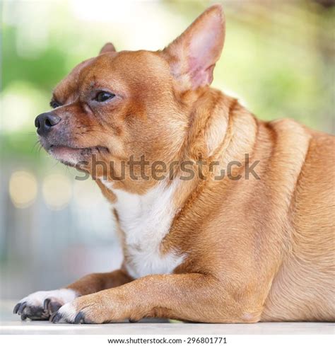 Very Fat Brown Chihuahua Dog ภาพสต็อก แก้ไขตอนนี้ 296801771