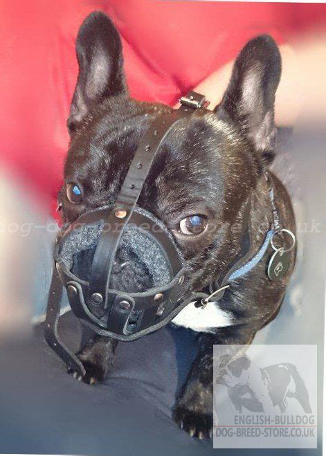 French Bulldog Muzzle Of Leather For Walks £2890