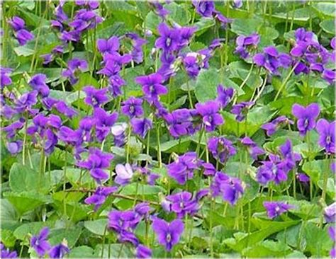 Violet New Jersey State Flower Our Guide Features Photos And A